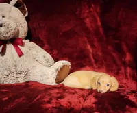 BUTTERCUP, a female Miniature Dachshund for sale in Polk City, FL – 8 of 10