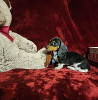 DAKOTA, a male Miniature Dachshund for sale in Polk City, FL – 2 of 10
