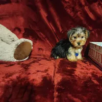 KOBE, a male Yorkshire Terrier for sale in Polk City, FL – 8 of 10