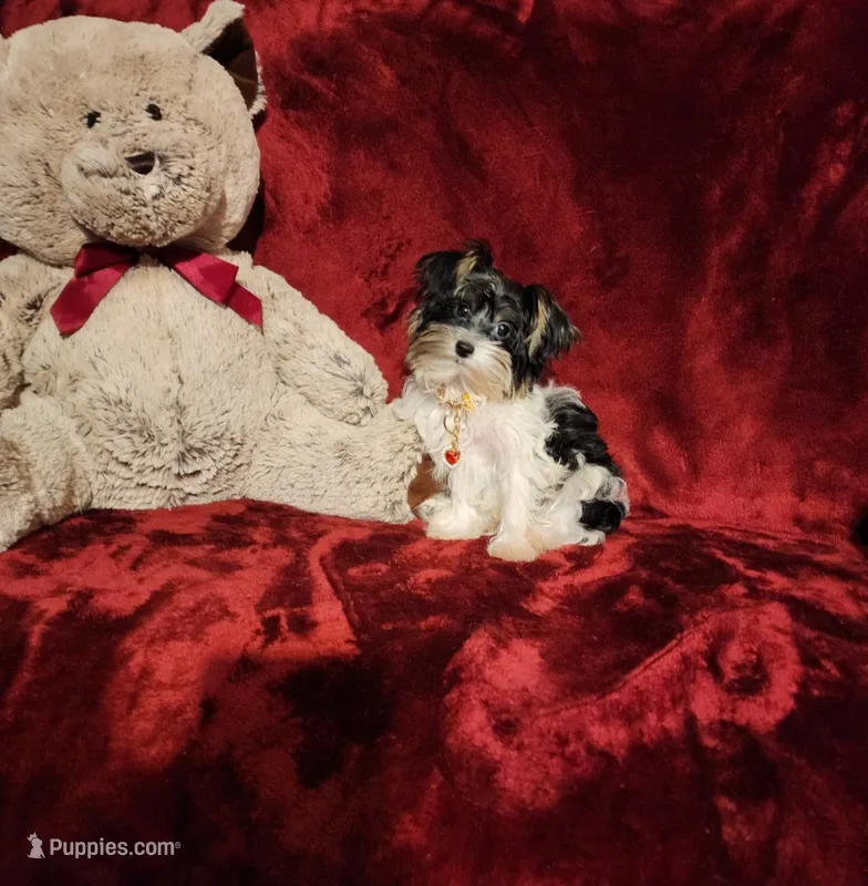 PIPPA  – Yorkshire Terrier puppy for sale in Polk City, FL