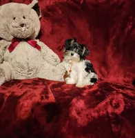 PIPPA , a female Yorkshire Terrier for sale in Polk City, FL – 1 of 10