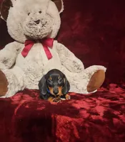 JASPER, a male Miniature Dachshund for sale in Polk City, FL – 3 of 10
