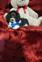 TONKA, a male Miniature Dachshund for sale in Polk City, FL – 1 of 10