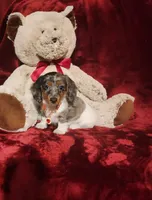 SILVIE, a female Miniature Dachshund for sale in Polk City, FL – 8 of 10