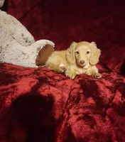 WINNIE, a female Miniature Dachshund for sale in Polk City, FL – 3 of 10