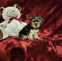 BEAR BEAR, a male Yorkshire Terrier for sale in Polk City, FL – Photo 5 of 10