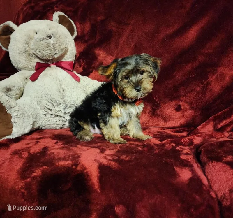 BEAR BEAR – Yorkshire Terrier puppy for sale in Polk City, FL