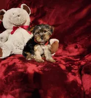 BEAR BEAR, a male Yorkshire Terrier for sale in Polk City, FL – Photo 6 of 10