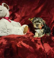 BEAR BEAR, a male Yorkshire Terrier for sale in Polk City, FL – Photo 10 of 10