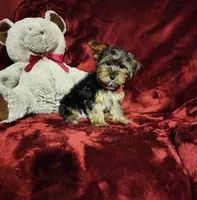BEAR BEAR, a male Yorkshire Terrier for sale in Polk City, FL – Photo 3 of 10