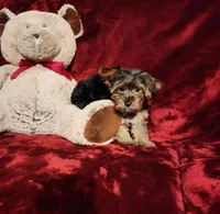 BEAR BEAR, a male Yorkshire Terrier for sale in Polk City, FL – Photo 8 of 10