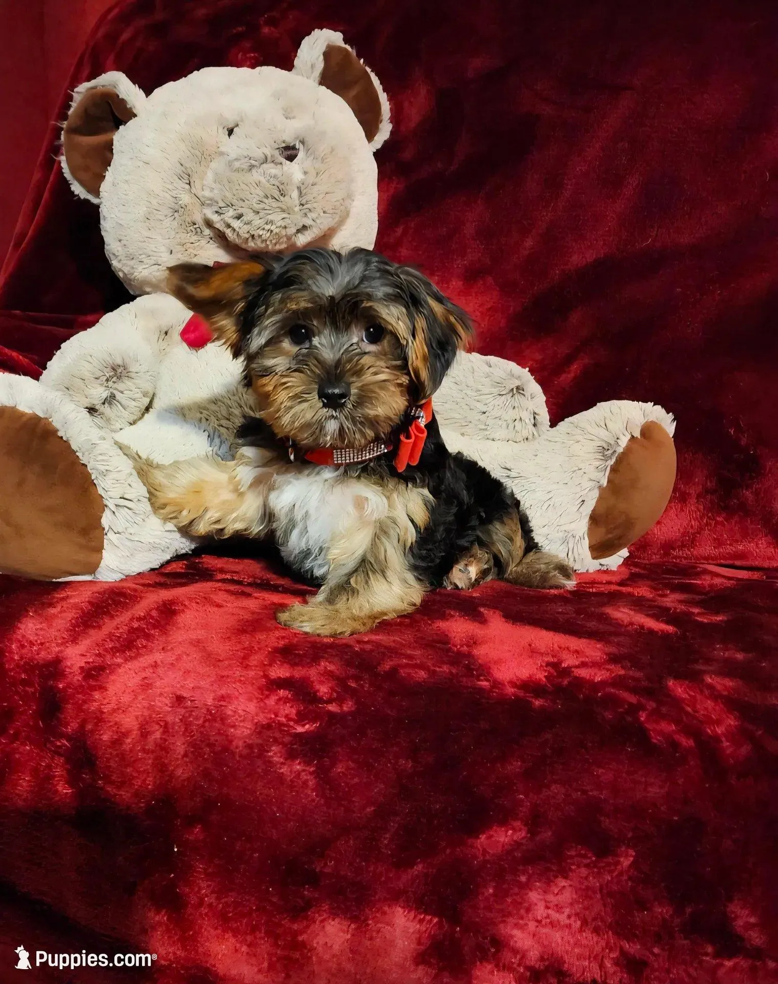 BEAR BEAR, a male Yorkshire Terrier for sale in Polk City, FL – Photo 7 of 10
