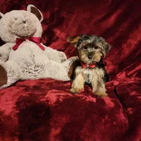 BEAR BEAR, a male Yorkshire Terrier for sale in Polk City, FL – Photo 2 of 10