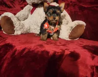 POPPY, a female Yorkshire Terrier for sale in Polk City, FL – 8 of 10