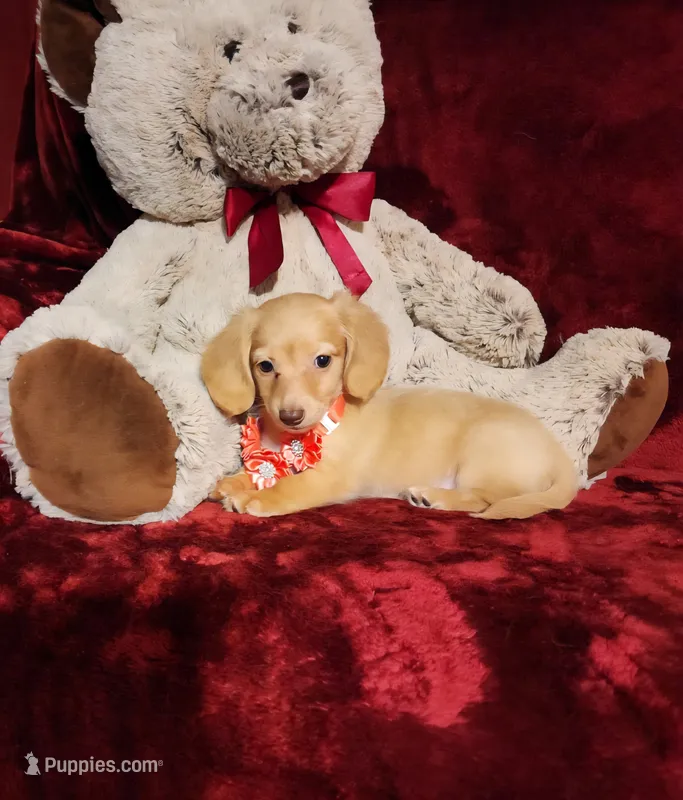 BUTTERCUP – Miniature Dachshund puppy for sale in Polk City, FL