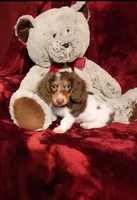 KODA, a male Miniature Dachshund for sale in Polk City, FL – 3 of 10