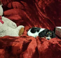 LAKOTA, a female Miniature Dachshund for sale in Polk City, FL – 4 of 10
