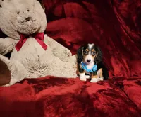 RIO, a male Miniature Dachshund for sale in Polk City, FL – 9 of 10