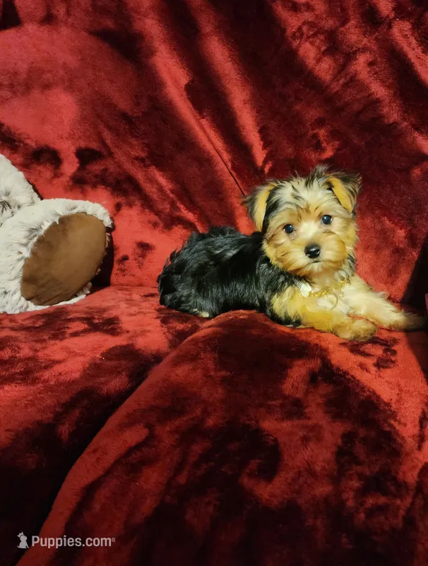 LUCA – Yorkshire Terrier puppy for sale in Polk City, FL