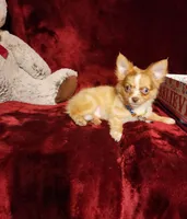 MANGO, a male Chihuahua for sale in Polk City, FL – 3 of 10