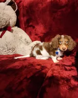 KODA, a male Miniature Dachshund for sale in Polk City, FL – 8 of 10