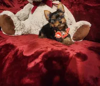 POPPY, a female Yorkshire Terrier for sale in Polk City, FL – 3 of 10