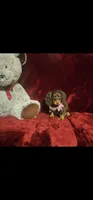 KISSES, a female Miniature Dachshund for sale in Polk City, FL – 3 of 10