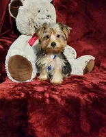 LUCA, a male Yorkshire Terrier for sale in Polk City, FL – 6 of 10