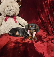 STELLA, a female Miniature Dachshund for sale in Polk City, FL – 4 of 10