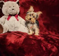 TILLY, a female Yorkshire Terrier for sale in Polk City, FL – 8 of 10