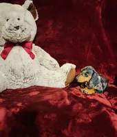 DOLLY, a female Miniature Dachshund for sale in Polk City, FL – 9 of 10