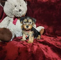 LOUIE, a male Yorkshire Terrier for sale in Polk City, FL – Photo 4 of 10
