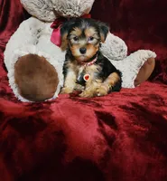 LOUIE, a male Yorkshire Terrier for sale in Polk City, FL – Photo 9 of 10