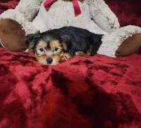 LOUIE, a male Yorkshire Terrier for sale in Polk City, FL – Photo 8 of 10