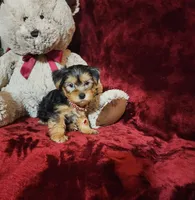 LOUIE, a male Yorkshire Terrier for sale in Polk City, FL – Photo 2 of 10