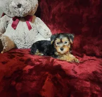 LOUIE, a male Yorkshire Terrier for sale in Polk City, FL – Photo 5 of 10