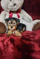 LOUIE, a male Yorkshire Terrier for sale in Polk City, FL – Photo 10 of 10