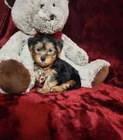 LOUIE, a male Yorkshire Terrier for sale in Polk City, FL – Photo 1 of 10