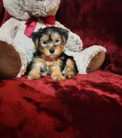 LOUIE, a male Yorkshire Terrier for sale in Polk City, FL – Photo 6 of 10
