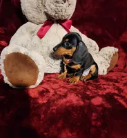 MAGGIE , a female Miniature Dachshund for sale in Polk City, FL – 10 of 10