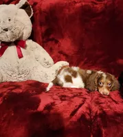 KODA, a male Miniature Dachshund for sale in Polk City, FL – 4 of 10