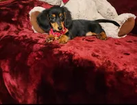 CINDER, a female Miniature Dachshund for sale in Polk City, FL – 5 of 10