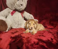 MOCHI, a female Miniature Dachshund for sale in Polk City, FL – 3 of 10