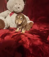 MAPLE, a female Miniature Dachshund for sale in Polk City, FL – 2 of 10