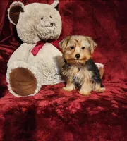 LUCA, a male Yorkshire Terrier for sale in Polk City, FL – 4 of 10