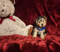 KODY, a male Yorkshire Terrier for sale in Polk City, FL – 9 of 10