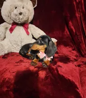 STELLA, a female Miniature Dachshund for sale in Polk City, FL – 6 of 10