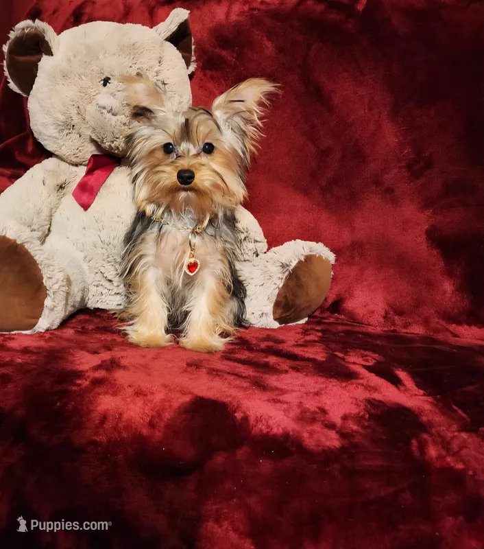 TILLY – Yorkshire Terrier puppy for sale in Polk City, FL