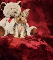 TILLY, a female Yorkshire Terrier for sale in Polk City, FL – 1 of 10