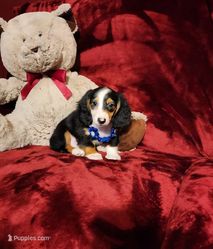 RENO – Miniature Dachshund puppy for sale in Polk City, FL